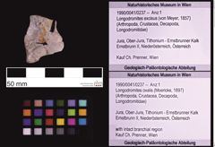 Foto (Objekt + Etiketten) von Longodromites ovalis (Moericke, 1897) (NHMW-GEO-1990-0041-0237)